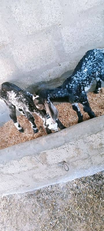 black makhicheeni bakri with two femail kids 2