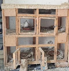 Birds Cage 4 doors big size wooden cage 0"3"0"0"4"2"9"0"9"3"5