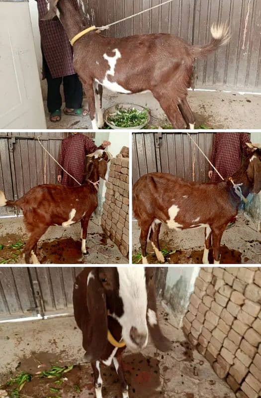 betal goat /ghaban / betal Bakri/بکری/desi Goat /milk goat 0