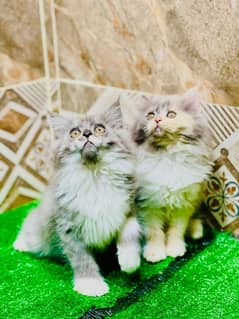 Persian cats / kittens for sale