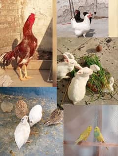 Aseel Morgha/ Hens/ Battair/ Totay/ Rabbits