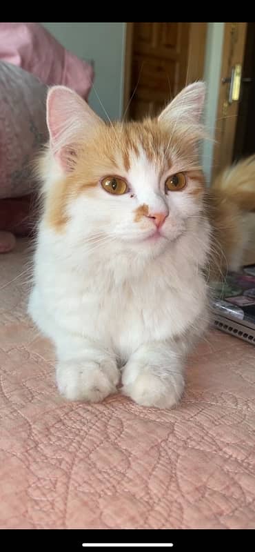 pair of persian cats for sale 11