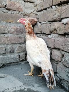 aseel hen for sale