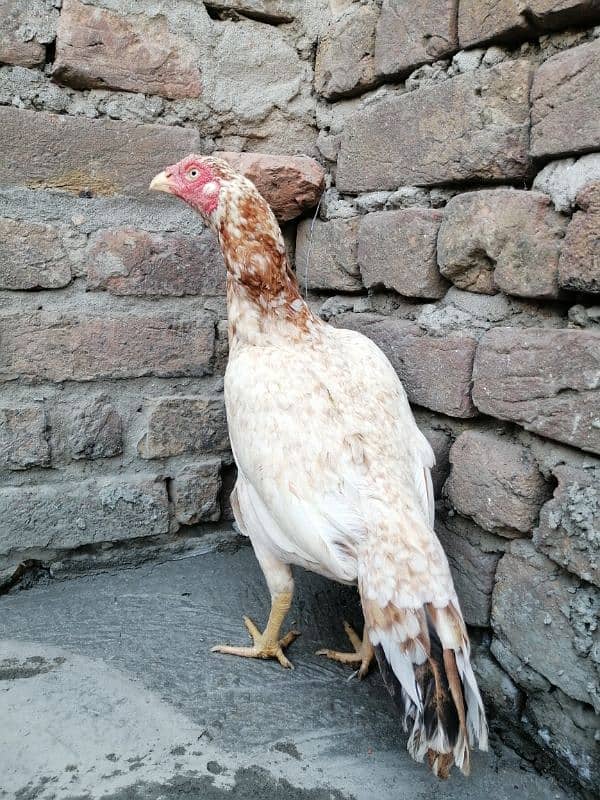 aseel hen for sale 0