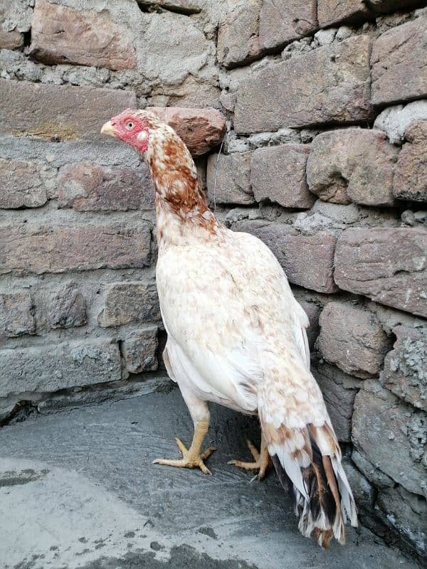 aseel hen for sale 1