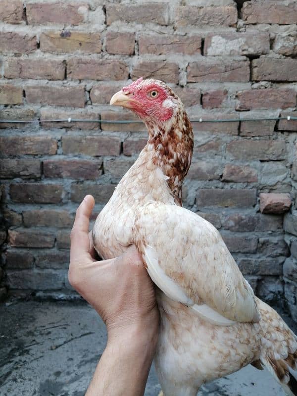 aseel hen for sale 2