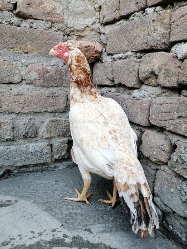 aseel hen for sale 3