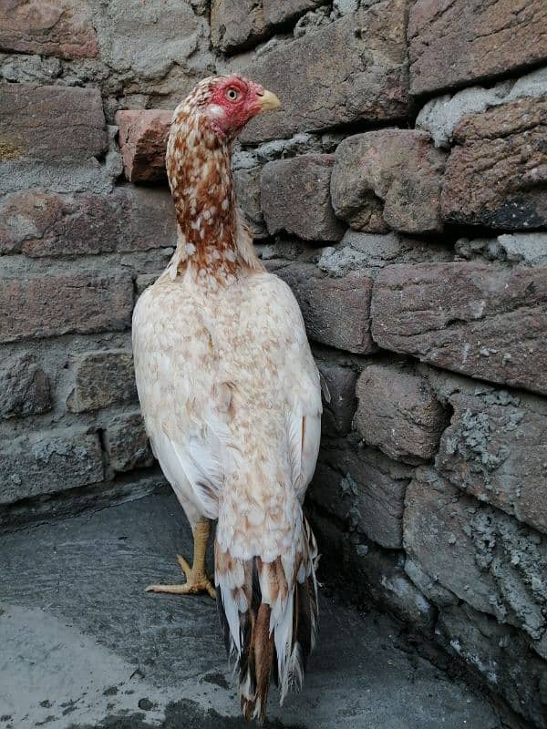 aseel hen for sale 4