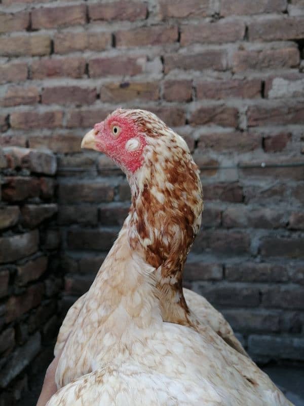 aseel hen for sale 5