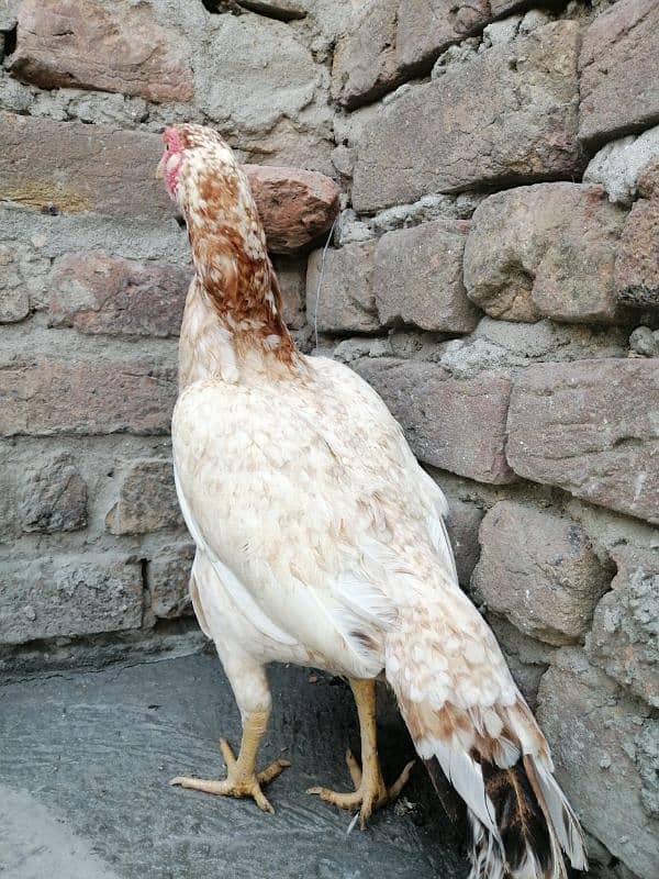 aseel hen for sale 6