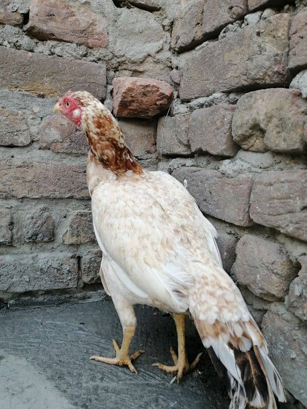 aseel hen for sale 7