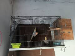 sale coctail parrot