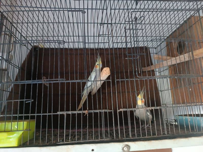 sale coctail parrot 1