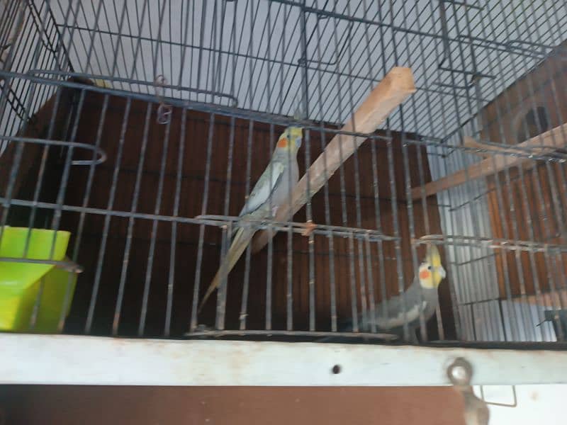 sale coctail parrot 3