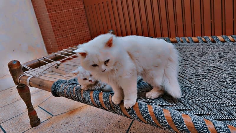 persian kittens 2