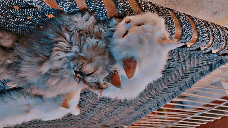 persian kittens 4