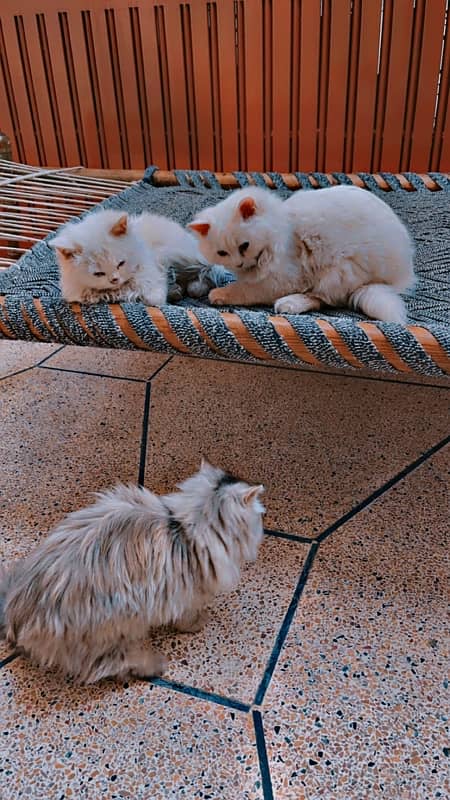 persian kittens 8