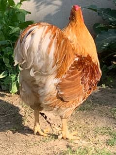 bantam ,, splash laced red Wyandotte bantam pair up for sale