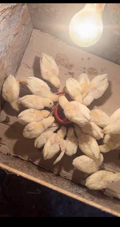 heera aseel chicks for sale