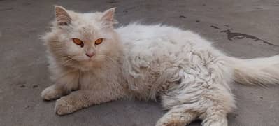 white persian cat extra triple coated