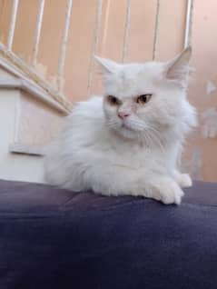 Persian peki punch face  female  03032293774