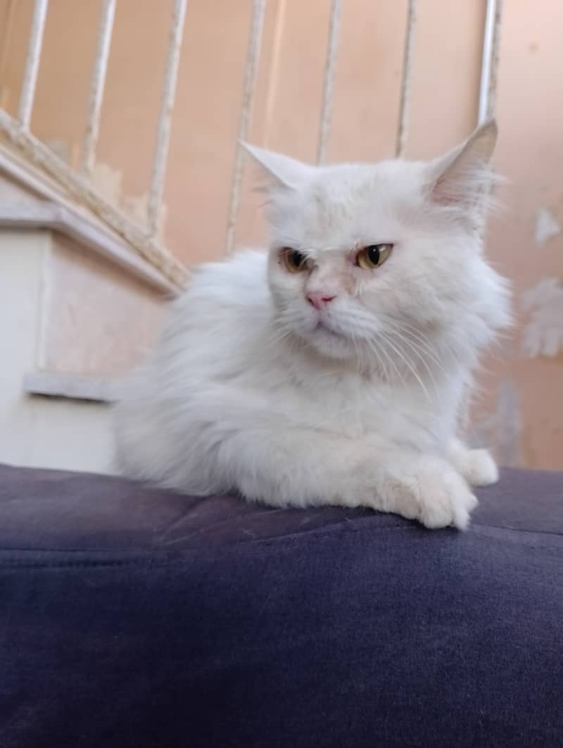 Persian peki punch face  female  03032293774 0