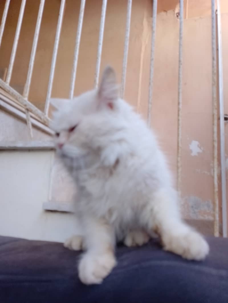 Persian peki punch face  female  03032293774 3