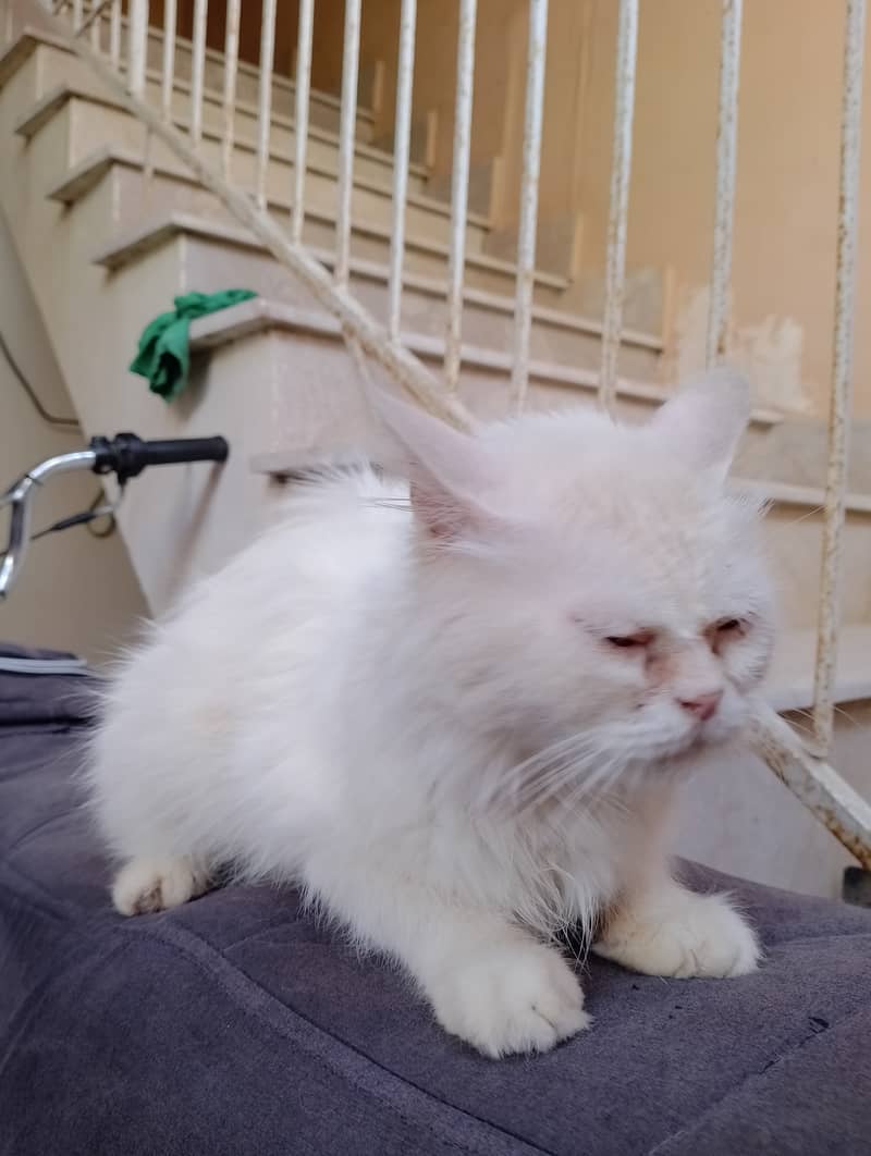 Persian peki punch face  female  03032293774 6