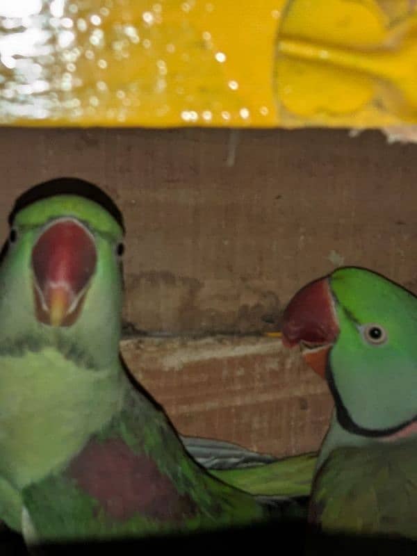 Raw parrots pair 2