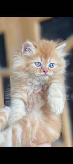 Persian cat for sale male female my WhatsApp 0340=38=49587