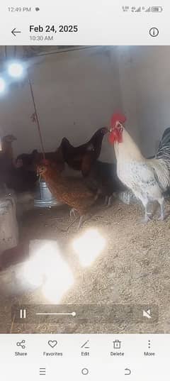 hens