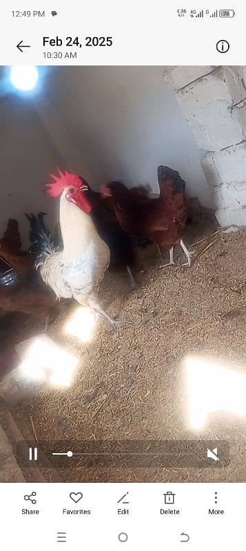 hens for sale 1