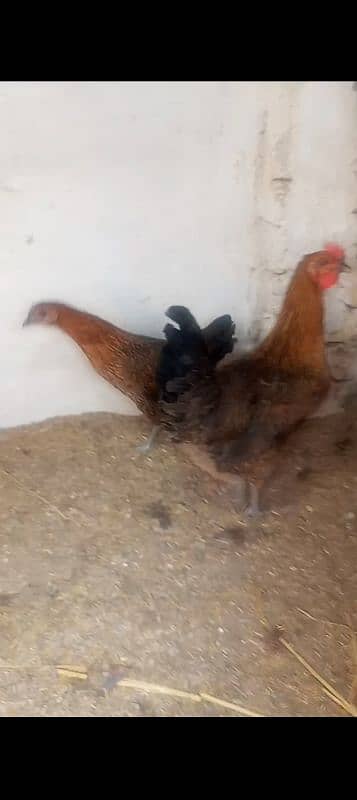 hens for sale 2