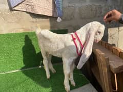 |Goat| |Bakra| |Gulabi goat| price on call