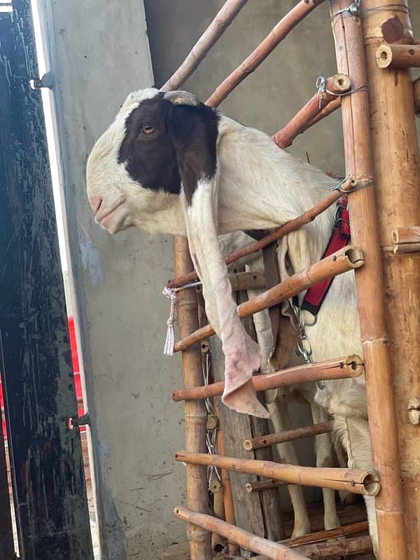 |Goat| |Bakra| |Gulabi goat| price on call 2