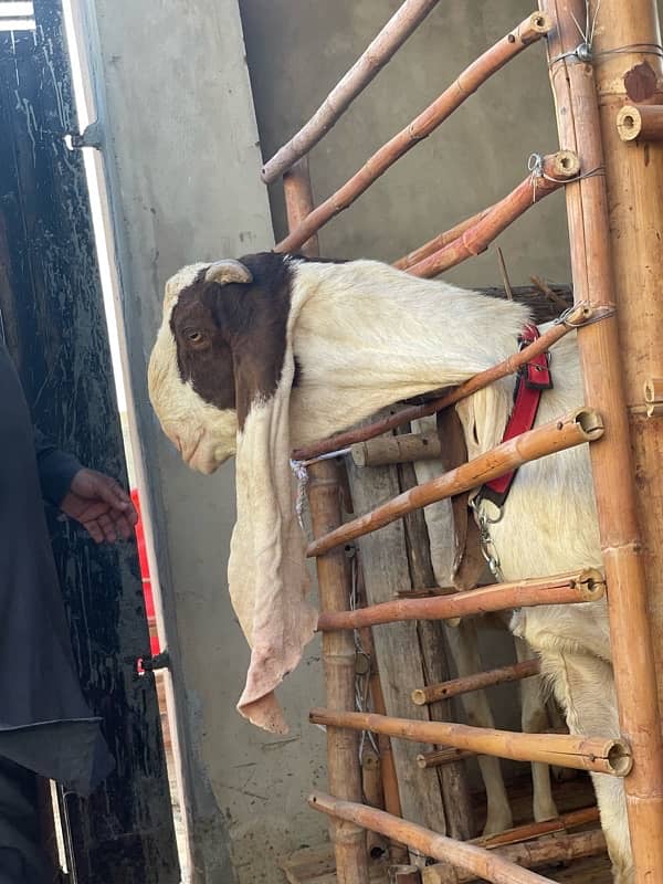 |Goat| |Bakra| |Gulabi goat| price on call 3