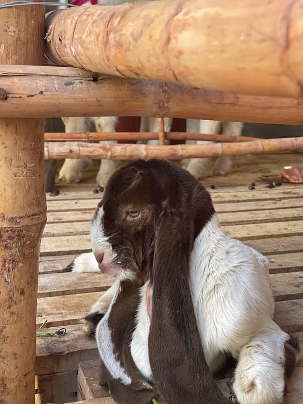 |Goat| |Bakra| |Gulabi goat| price on call 4