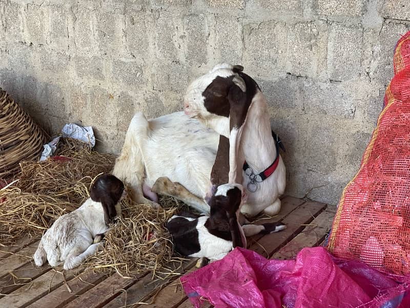 |Goat| |Bakra| |Gulabi goat| price on call 7