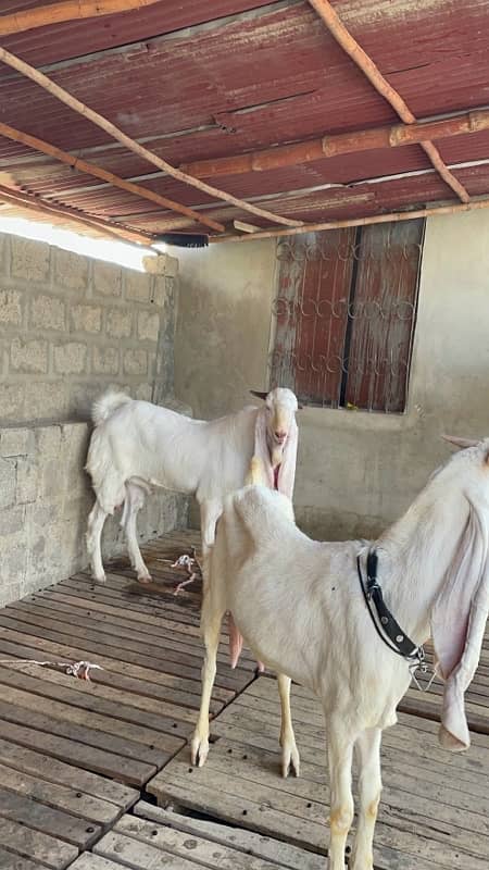 |Goat| |Bakra| |Gulabi goat| price on call 10