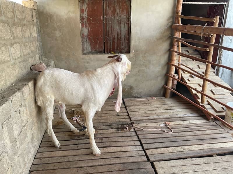 |Goat| |Bakra| |Gulabi goat| price on call 13