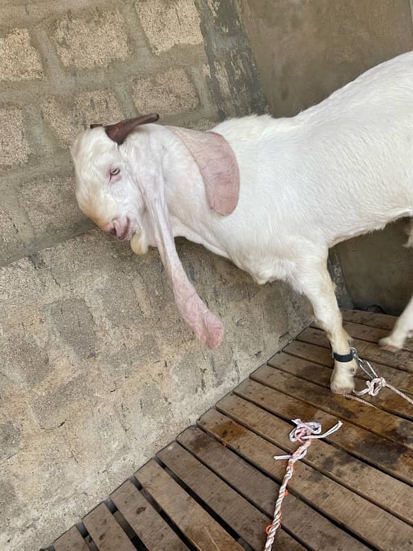 |Goat| |Bakra| |Gulabi goat| price on call 14