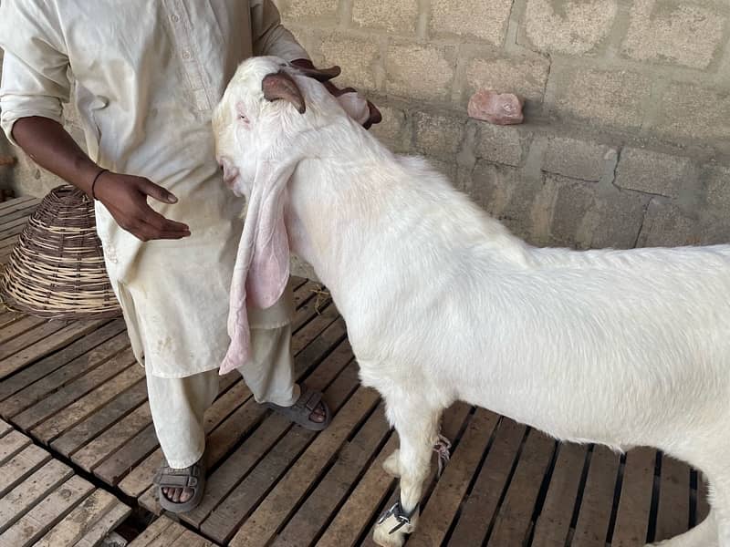 |Goat| |Bakra| |Gulabi goat| price on call 16