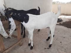 doodh wali bakri or path