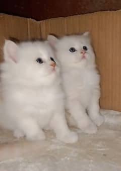 kittens