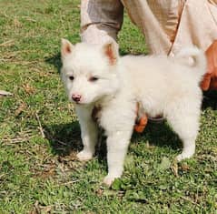 Russian puppy male age 2 month zero size