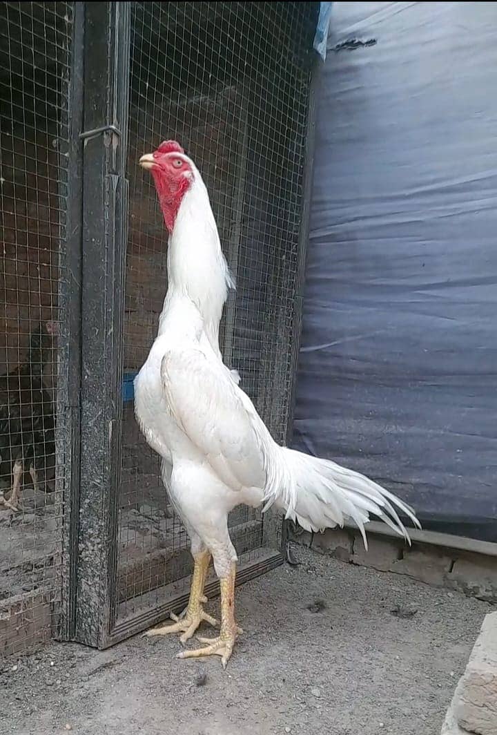 White O Shamoo Eggs Available 1