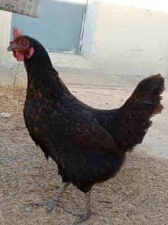 2 hen egg laying for sale