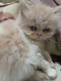 Persian Kittens Punch face Triple coated Available for sale