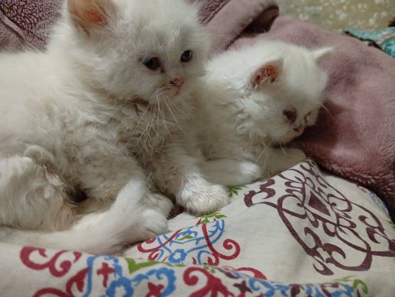 Persian Kittens Punch face Triple coated Available for sale 1