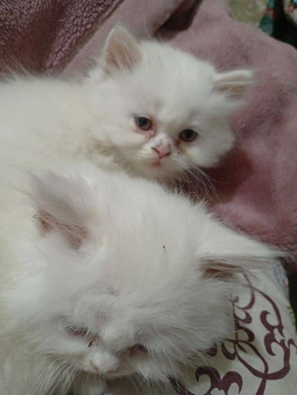 Persian Kittens Punch face Triple coated Available for sale 2